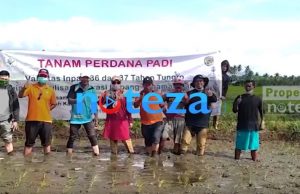 Penanaman Perdana Varietas Inpari 36 dan 37 di Desa Lemusa